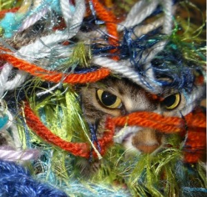 Yarn cat